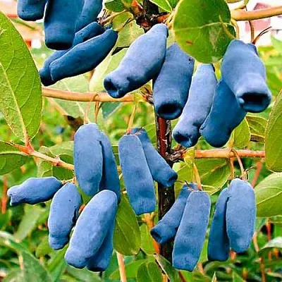 Жимолость съедобная НИМФА (ГАММА) в Курске