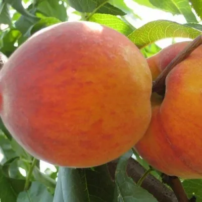 Персик СОЧНЫЙ — описание сорта Персик СОЧНЫЙ в Курске