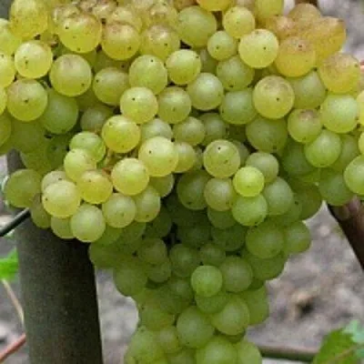 Виноград КИШМИШ 342  Виноград КИШМИШ 342 в Курске