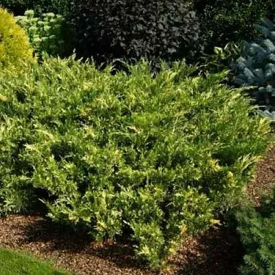 Можжевельник ВАРИЕГАТА казацкий  Можжевельник ВАРИЕГАТА казацкий в Курске