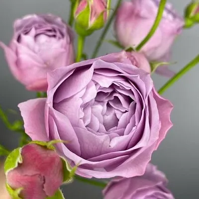 Саженцы роз ЛАВЕНДЕР БАБЛС спрей  Саженцы роз ЛАВЕНДЕР БАБЛС спрей в Курске