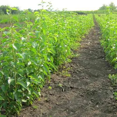 Подвой черешни ДИКАЯ ЧЕРЕШНЯ  Подвой черешни ДИКАЯ ЧЕРЕШНЯ в Курске