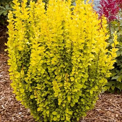 Барбарис ГОЛДЕН ТОРЧ тунберга в Курске