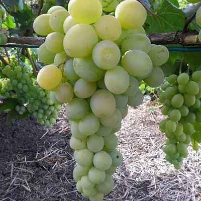 Виноград ФРУМОАСА АЛБЭ  Виноград ФРУМОАСА АЛБЭ в Курске