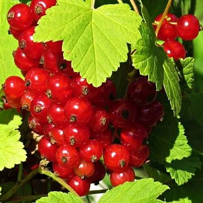 Смородина красная ГАЗЕЛЬ  Смородина красная ГАЗЕЛЬ в Курске