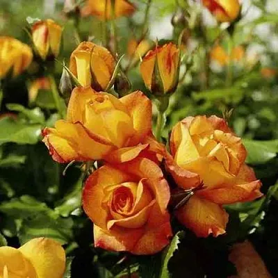 Саженцы роз САХАРА плетистая  Саженцы роз САХАРА плетистая в Курске