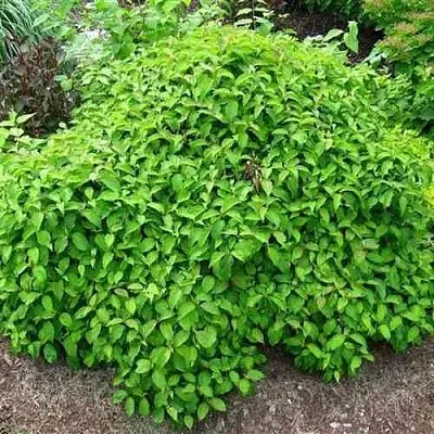 Дерен КЕЛСЕИ шелковистый   Дерен КЕЛСЕИ шелковистый  в Курске