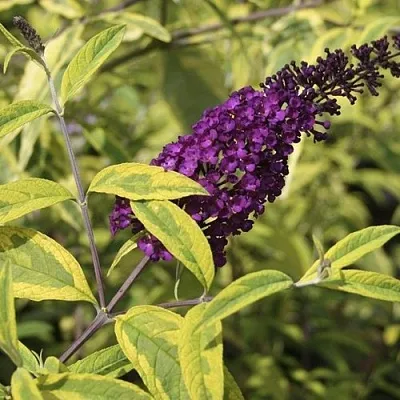 Буддлея давида САНТАНА   Буддлея давида САНТАНА  в Курске