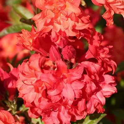 Азалия ФОЙЕРКОПФЕН крупноцветковая  Азалия ФОЙЕРКОПФЕН крупноцветковая в Курске