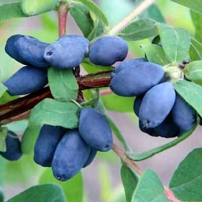 Жимолость съедобная ХОНЕЙ БИ в Курске