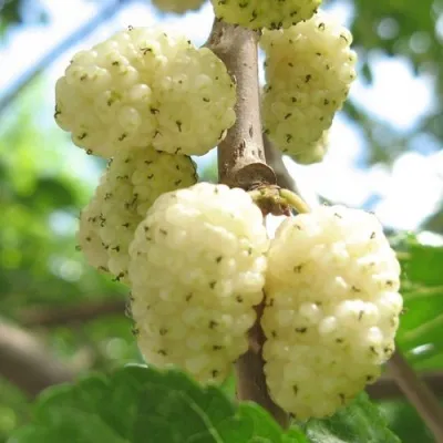 Шелковица МИЛАНОВИК — описание сорта Шелковица МИЛАНОВИК в Курске