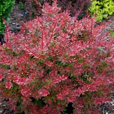 Барбарис ГОЛДЕН РИНГ тунберга  Барбарис ГОЛДЕН РИНГ тунберга в Курске