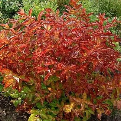 Вейгела ОГНЕННЫЕ КРЫЛЬЯ  Вейгела ОГНЕННЫЕ КРЫЛЬЯ в Курске