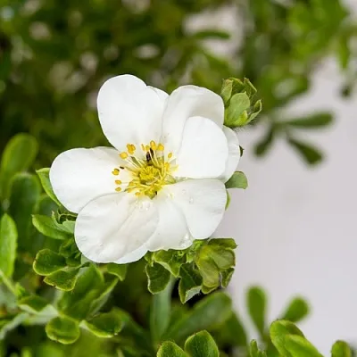 Лапчатка СНОУБЕРД кустарниковая  Лапчатка СНОУБЕРД кустарниковая в Курске