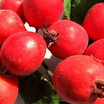 Боярышник КРУПНОПЛОДНЫЙ  Боярышник КРУПНОПЛОДНЫЙ в Курске