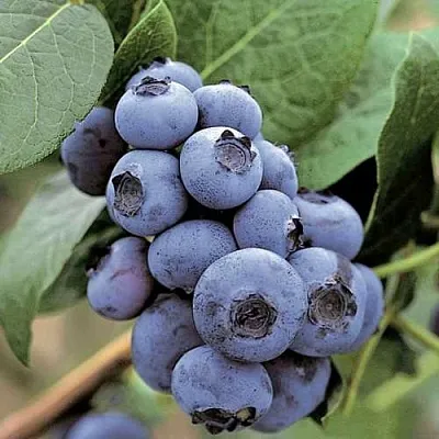 Голубика ПАТРИОТ в Курске