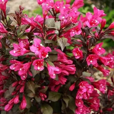 Вейгела БЛЭК РУБИ  Вейгела БЛЭК РУБИ в Курске