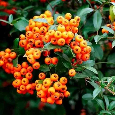 Пираканта ОРАНЖ ГЛОУ  Пираканта ОРАНЖ ГЛОУ в Курске