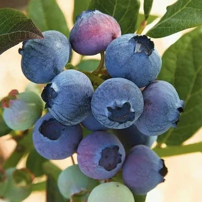 Голубика ОСОРНО  Голубика ОСОРНО в Курске