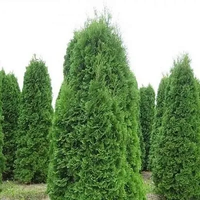 Туя КОЛУМНА западная  Туя КОЛУМНА западная в Курске
