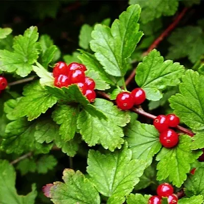 Смородина альпийская  Смородина альпийская в Курске