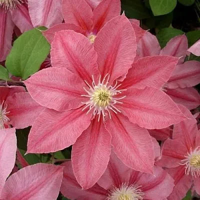 Клематис ЛИТЛ МЕРМЕЙД  Клематис ЛИТЛ МЕРМЕЙД в Курске