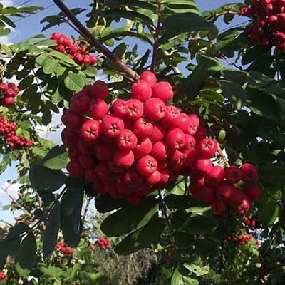 Рябина МОРАВСКАЯ сладкоплодная в Курске