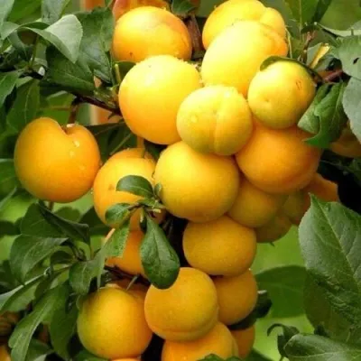 Слива МИРАБЕЛЛА колонновидная  — описание сорта Слива МИРАБЕЛЛА колонновидная  в Курске