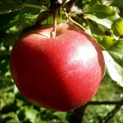 Яблоня НАСТЕНЬКА  Яблоня НАСТЕНЬКА в Курске