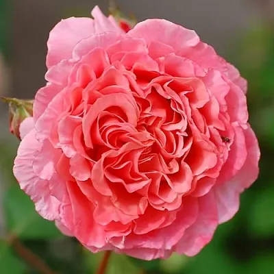 Саженцы роз ЛОРАН КАБРОЛЬ шраб  Саженцы роз ЛОРАН КАБРОЛЬ шраб в Курске