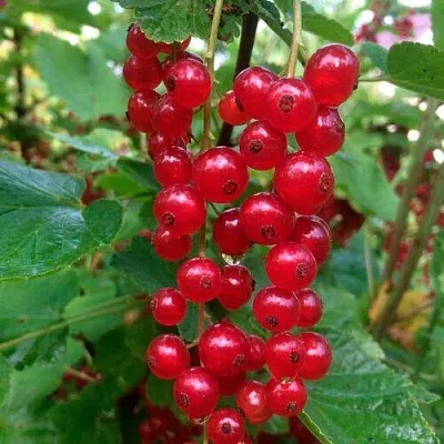 Смородина красная КОНСТАНТИНОВСКАЯ  Смородина красная КОНСТАНТИНОВСКАЯ в Курске