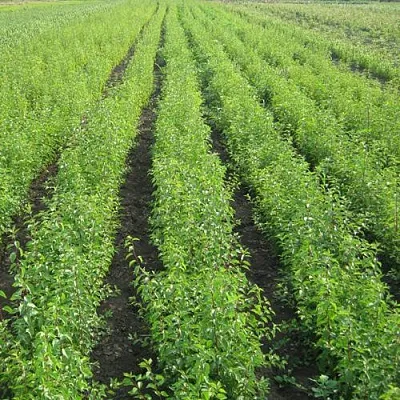 Подвой сливы ДИКАЯ АЛЫЧА  Подвой сливы ДИКАЯ АЛЫЧА в Курске