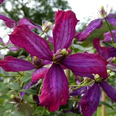 Клематис СВИТ САММЕР ЛАВ  Клематис СВИТ САММЕР ЛАВ в Курске