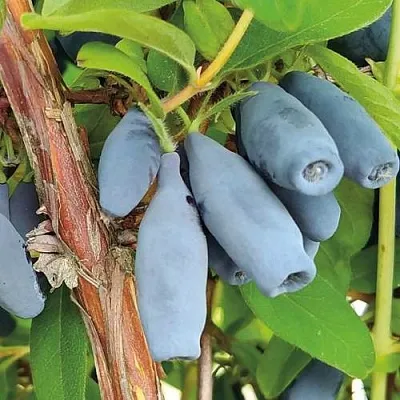 Жимолость съедобная ВОСТОРГ в Курске