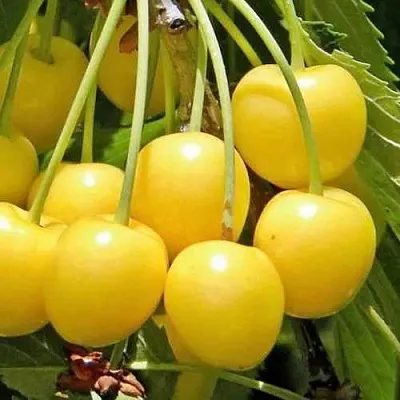 Черешня РОССОШАНСКАЯ ЗОЛОТАЯ  Черешня РОССОШАНСКАЯ ЗОЛОТАЯ в Курске