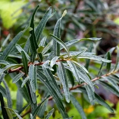 Облепиха АДАМ (МУЖСКАЯ)  Облепиха АДАМ (МУЖСКАЯ) в Курске