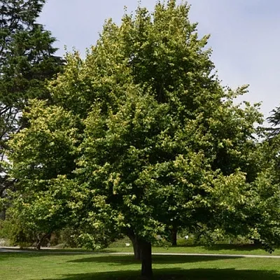 Липа сердцевидная  Липа сердцевидная в Курске