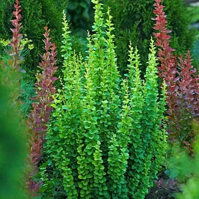 Барбарис ЭРЕКТА тунберга  Барбарис ЭРЕКТА тунберга в Курске