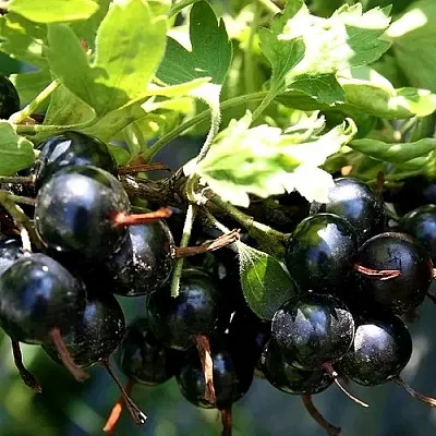 Золотистая  Золотистая в Курске