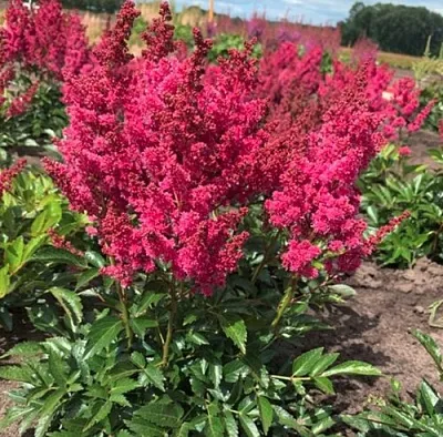 Астильба ЛАКИ ДЕЙ Арендса  Астильба ЛАКИ ДЕЙ Арендса в Курске