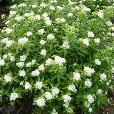 Спирея АЛЬБИФЛОРА японская  Спирея АЛЬБИФЛОРА японская в Курске