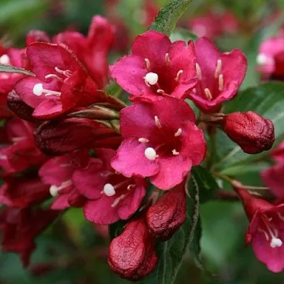 Вейгела ЕВА РАТКЕ  Вейгела ЕВА РАТКЕ в Курске