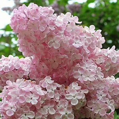 Сирень ВЕЧЕРНИЙ ЗВОН  Сирень ВЕЧЕРНИЙ ЗВОН в Курске