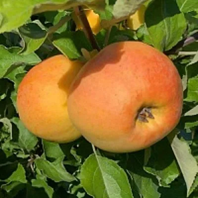 Яблоня АНТОНОВКА ЗОЛОТАЯ  Яблоня АНТОНОВКА ЗОЛОТАЯ в Курске