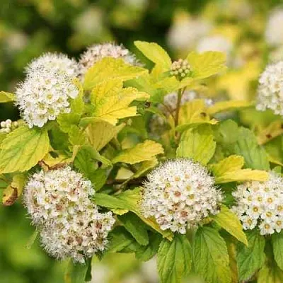 Пузыреплодник АНГЕЛ ГОЛД  Пузыреплодник АНГЕЛ ГОЛД в Курске