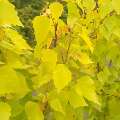 Берёза ГОЛДЕН ОБЕЛИСК повислая   Берёза ГОЛДЕН ОБЕЛИСК повислая  в Курске