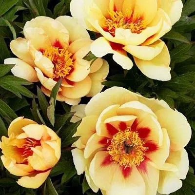 Пион БОРДЕР ЧАРМ ито-гибрид  Пион БОРДЕР ЧАРМ ито-гибрид в Курске