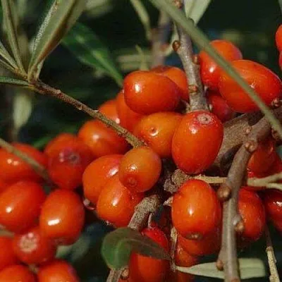 Облепиха ВОРОБЬЕВСКАЯ  Облепиха ВОРОБЬЕВСКАЯ в Курске