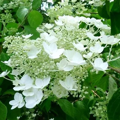 Гортензия УАЙТ ДОМ древовидная в Курске