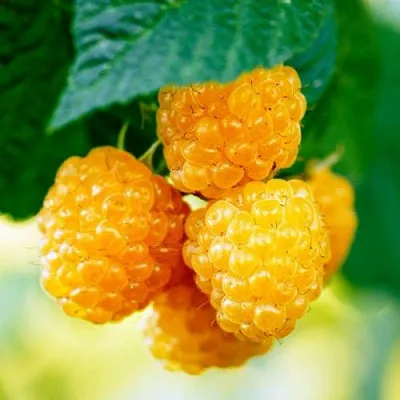 Малина МЕДОВАЯ  Малина МЕДОВАЯ в Курске